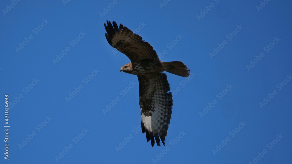 Obraz premium Ulm, Deutschland: Ein Mäusebussard auf der Jagt