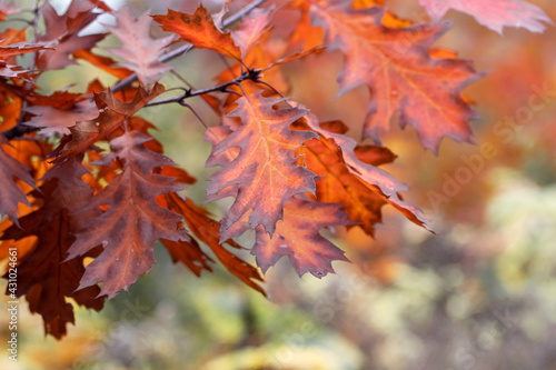 Autumn leaves on the tree. Colorful red oak leaves
