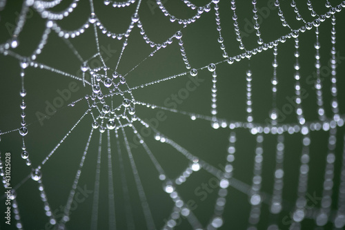 Spider web with rain drops