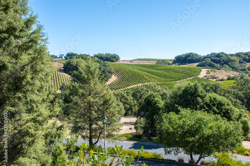 RUSSIAN RIVER VALLEY VINEYARD
