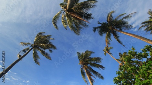 nature, palm, sky, tree, beach, palm tree, tropical, beach sands, vacation, sunny, travel, blue sky