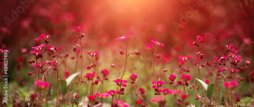 red summer flowers in the garden © meegi