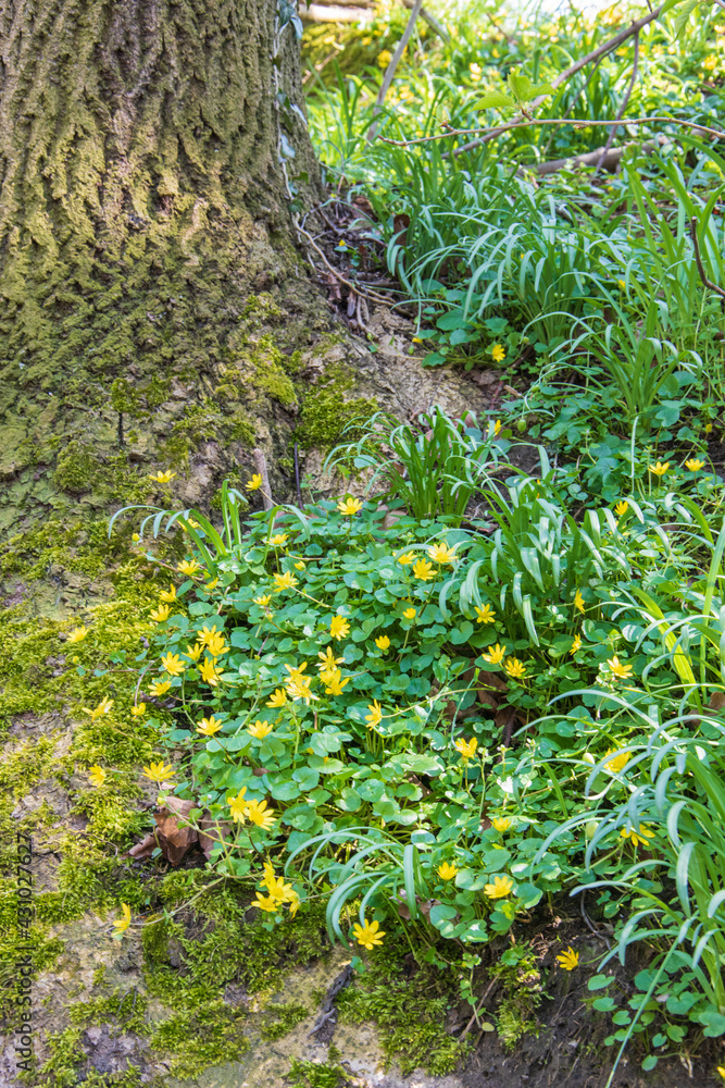 Fototapeta premium Das Frühlings-Scharbockskraut, Ranunculus Ficaria, ist im zeitigen Frühjahr oft die erste Grünpflanze, die in grossen Massen in lichten Wäldern auftritt. Die Blätter haben vor der Blüte Vitamin C