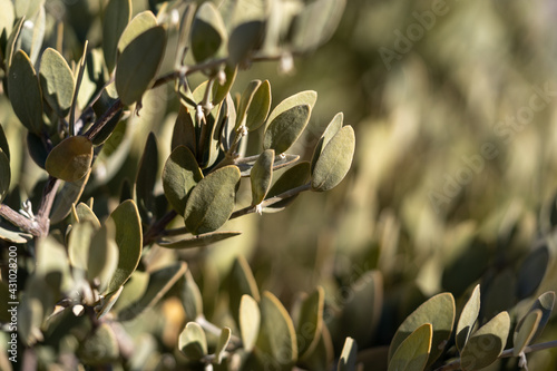 Desert shrub closeup with sage green leaves