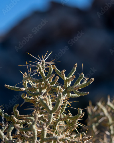a spike covered cactus in a desert with a blue background