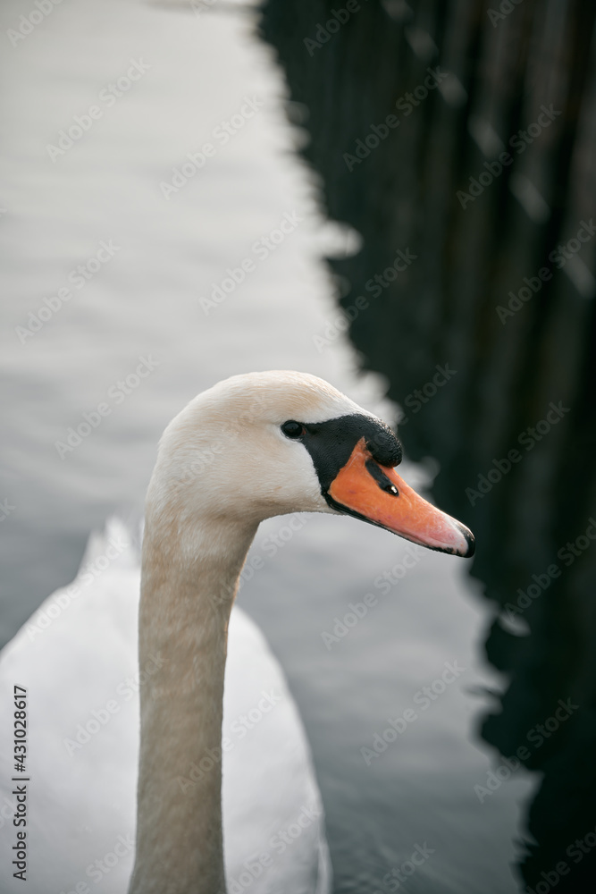 Close up photo of mute swan. Macro shot of swimming bird with detailed eyes, feather and pecker. Close up photo of mute swan. Macro shot of swimming bird with detailed eyes, feather and pecker.