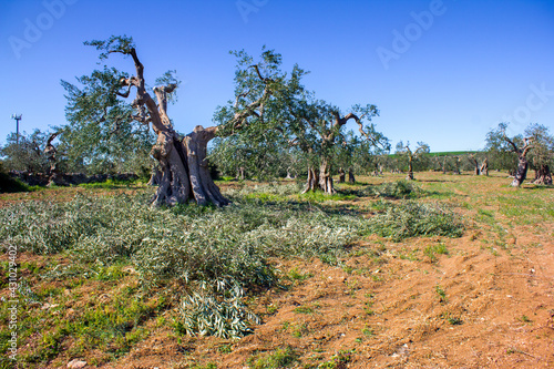Century-old olive trees during pruning season, Apulia, Italy