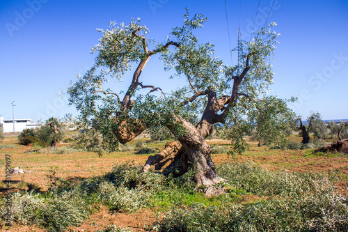 Century-old olive trees during pruning season, Apulia, Italy