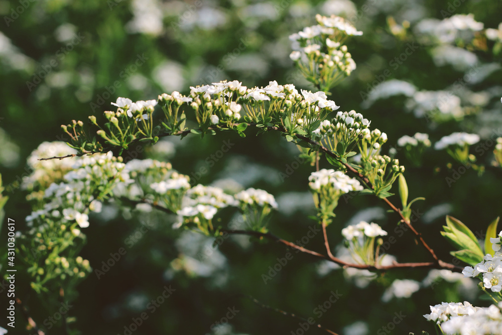 Spring little white flowers nature details Spring little white flowers nature details