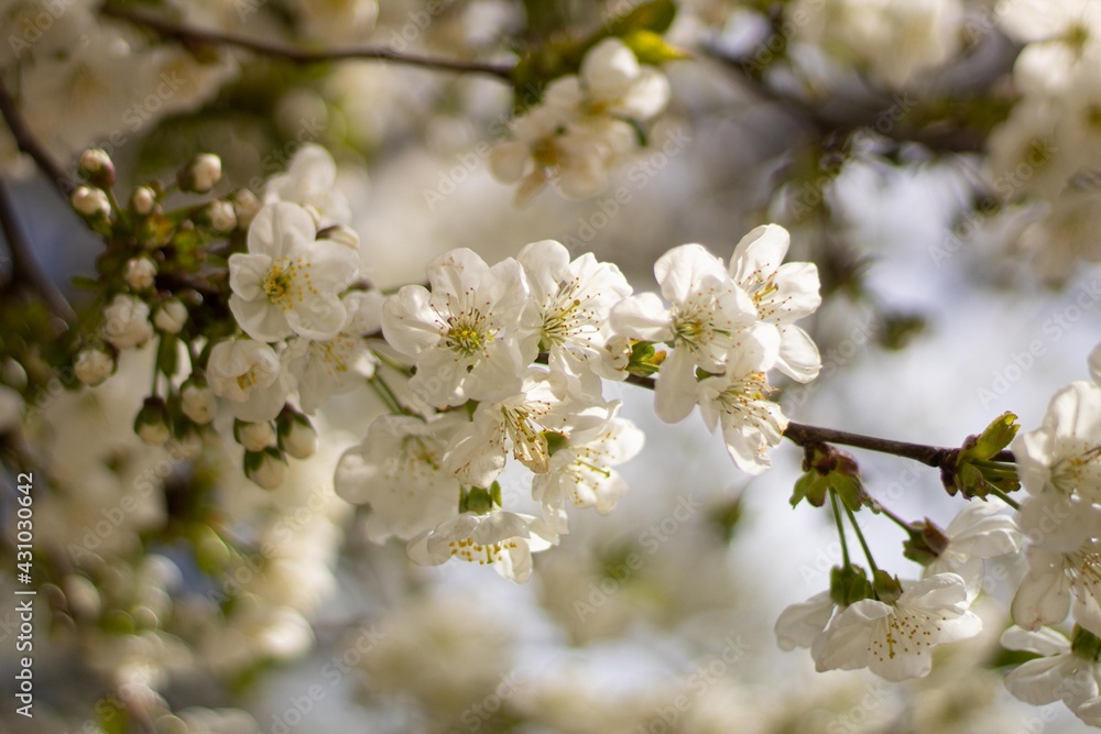 blooming tree