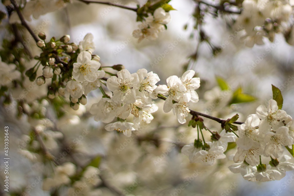 blooming tree blooming tree