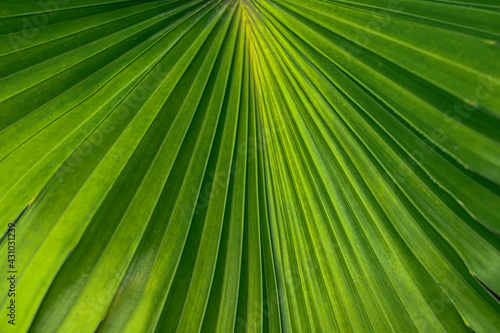 Tropical palm leaves, floral pattern background