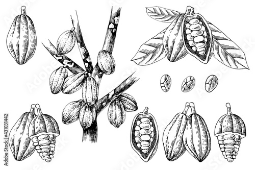 Hand drawn cocoa beans set