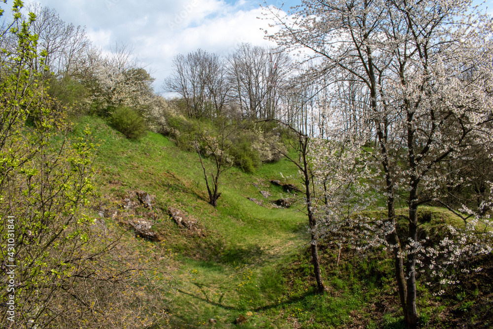 Fototapeta premium tree in spring near Olomouc, Czech republic
