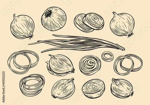 Onion bulb and rings sketch. Fresh vegetables set hand drawn vector illustration