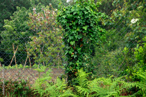 Vegetation in an urban park