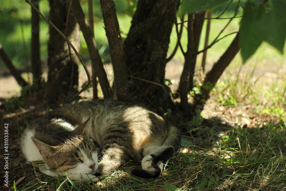 Obraz premium Black and white cat sleeping on the ground in a sunny summer day