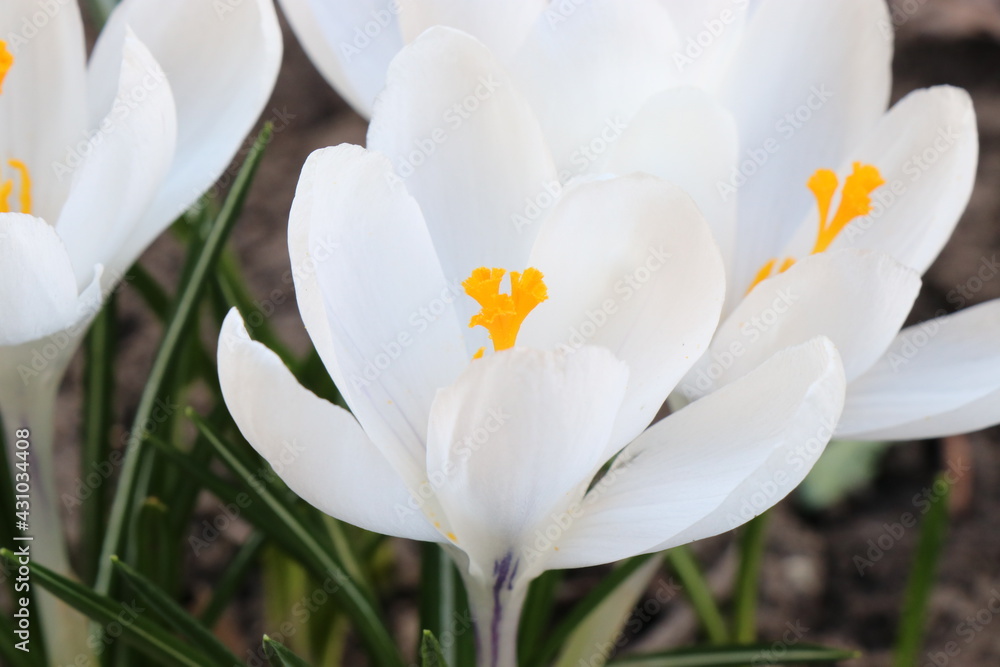 Purple and white crocuses. Bright primroses. The first messengers of spring. Small flowers. Purple and white crocuses. Bright primroses. The first messengers of spring. Small flowers.