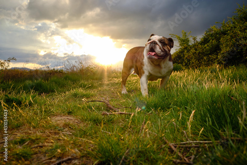 bulldog in the field at sunset