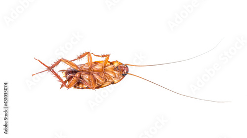 death cockroach on white background.
