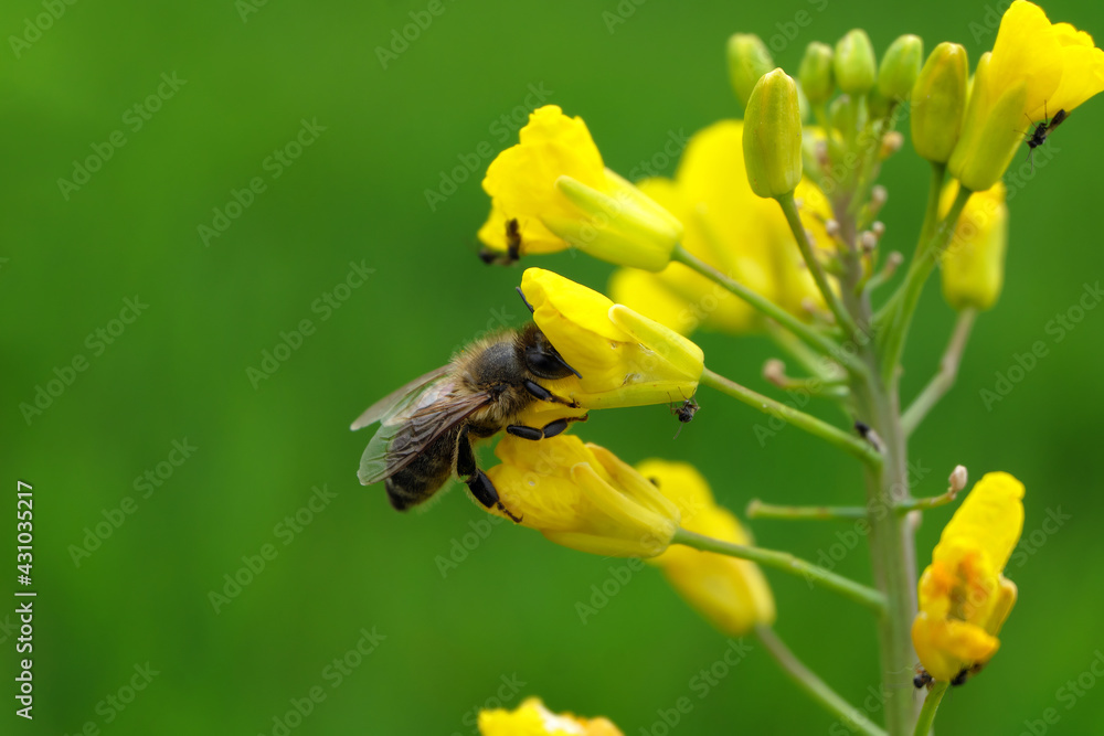 Gelbe Rapsblüte mit Biene und Ungeziefer und grüner Hintergrund - Stockfoto Gelbe Rapsblüte mit Biene und Ungeziefer und grüner Hintergrund - Stockfoto