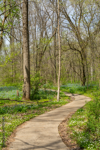 Trails through the woodland.