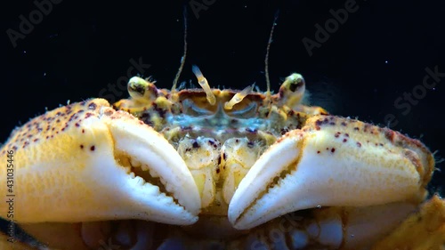 Black Sea, Invasive crab, invader Rhithropanopeus harrisii (Zuiderzee crab, dwarf crab, estuarine mud crab) photo