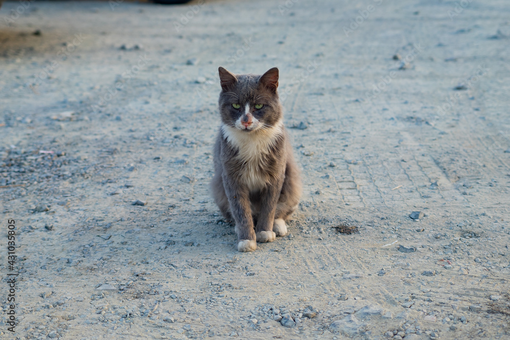 Gray hair cat is gazing in Cyprus