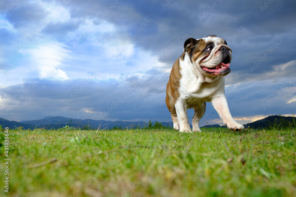 British bulldog walking in the countryside