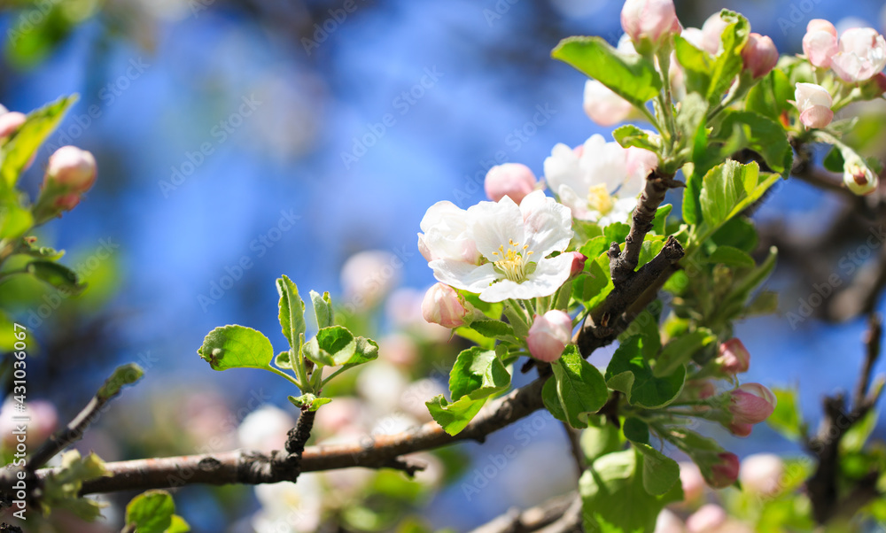 Apple blossoms over blurred nature background. Spring flowers. Spring Background. Apple blossoms over blurred nature background. Spring flowers. Spring Background.