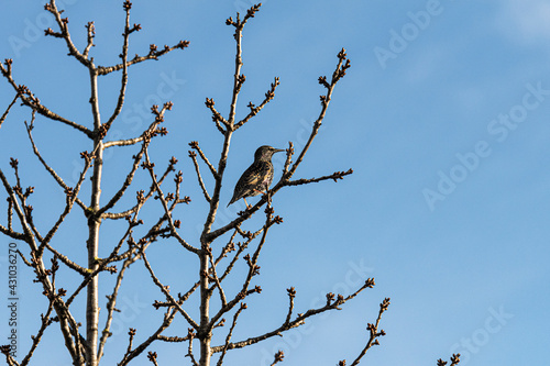 bird on cherry tree on a spring afternoon