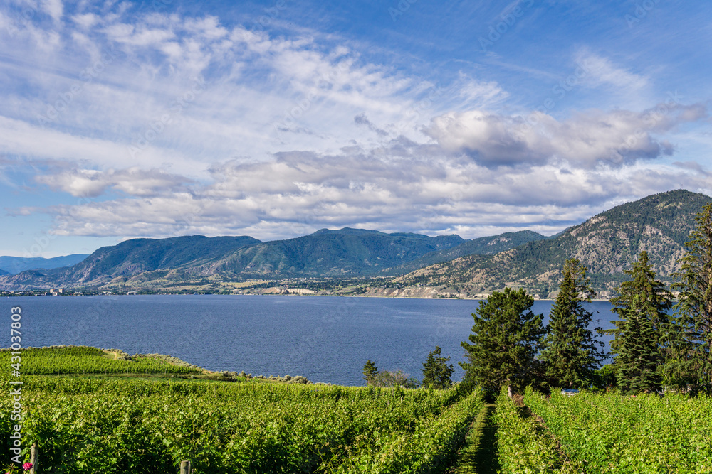 Rows of grapes lead down to the lake summer landscape