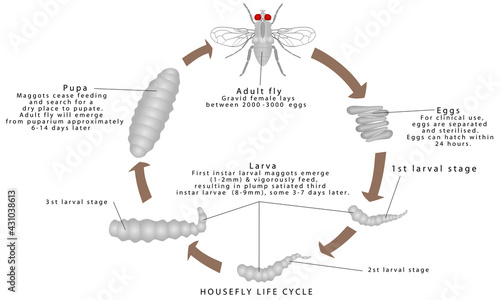 Housefly Life Cycle. Life circle of a housefly. House Fly Life Cycle Time on a white background.