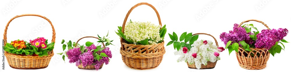 Wide background from beautiful fresh violets, snowdrops, lilacs in large baskets isolated on whit Wide background from beautiful fresh violets, snowdrops, lilacs in large baskets isolated on whit