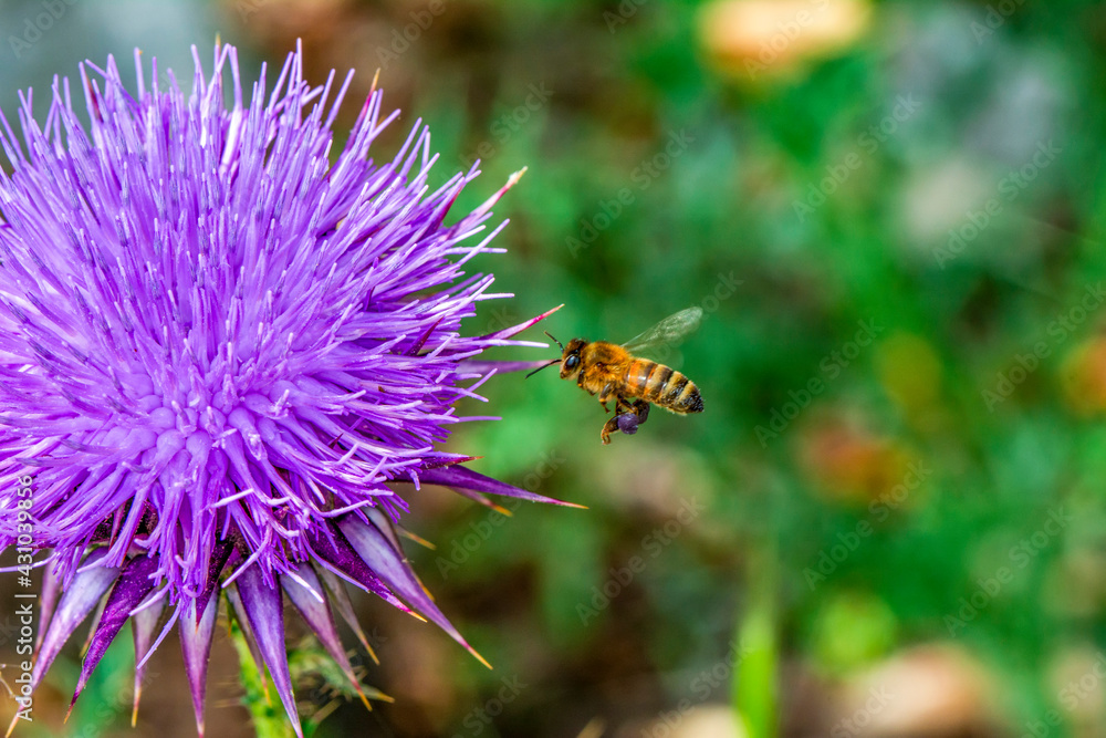 Close Up beautiful Bee macro on flower in green nature Close Up beautiful Bee macro on flower in green nature