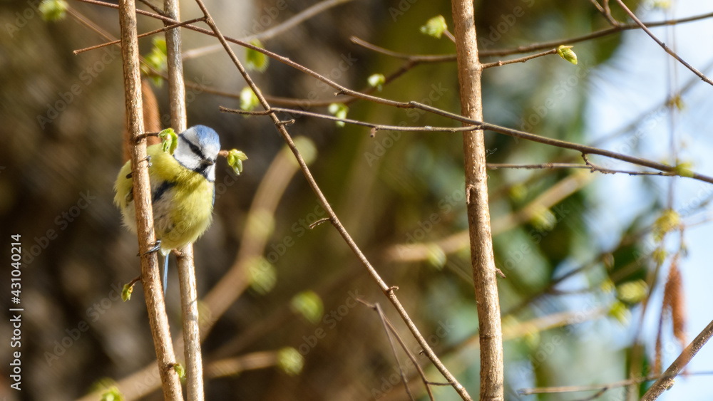 Puffy Eurasian blue tit (Cyanistes caeruleus) sitting on the forest branch Puffy Eurasian blue tit (Cyanistes caeruleus) sitting on the forest branch