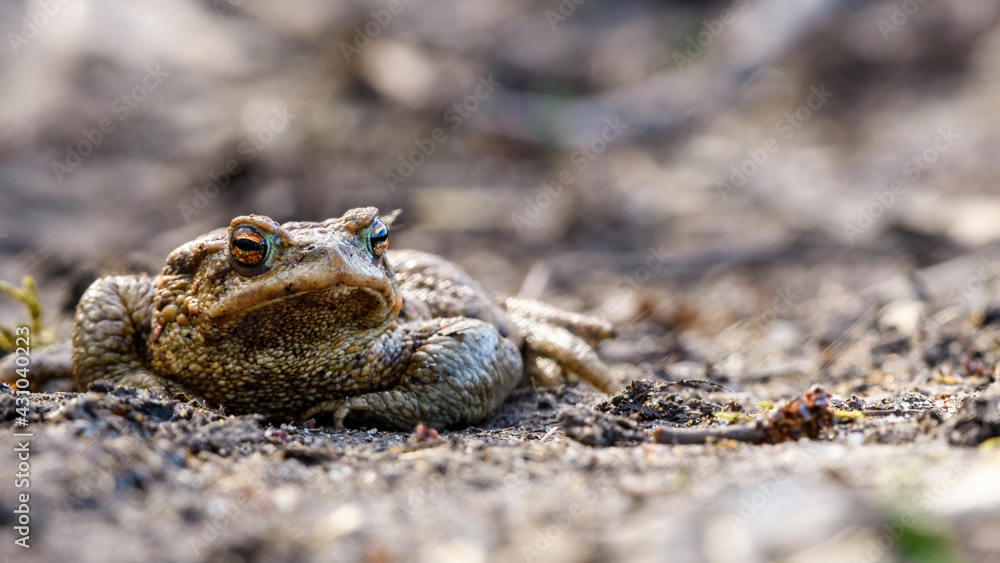 Large common toad, european toad (Bufo bufo) resting on the sandy road.