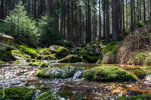Stream in the pine forest on Black Forest mountain.