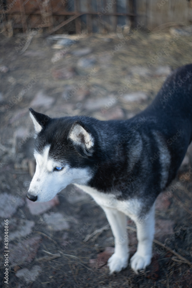 dog breed Siberian Husky named Maggie