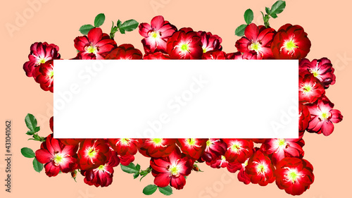isolated flower card decoration on solid background