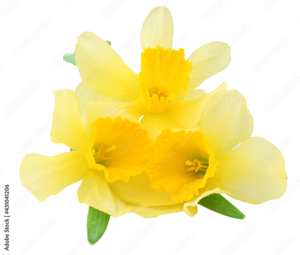 Narcissus isolated on white background