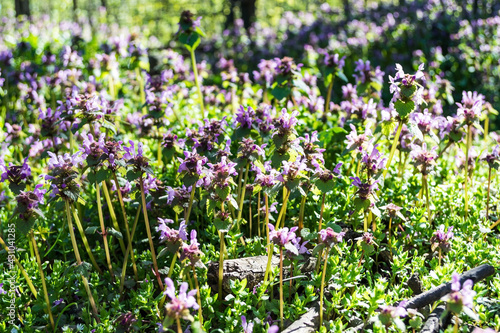 Field of purple dead nettle also known as spotted dead-nettle, spotted henbit and purple dragon. photo