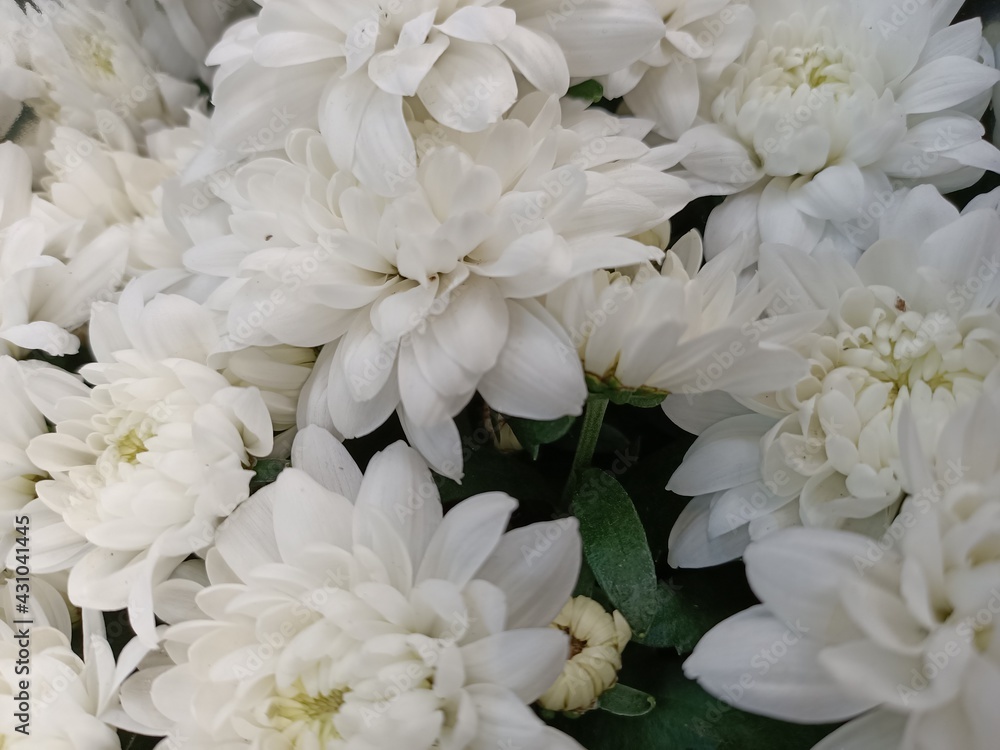Close-up of a bouquet of white chrysanthemums.