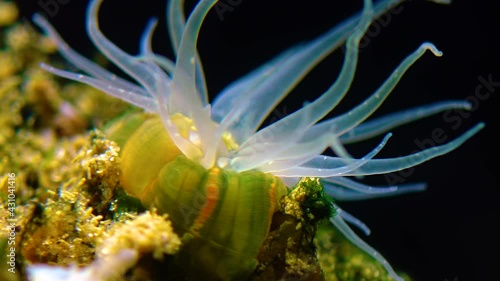 A small Actinia - an invader in the Black Sea Diadumene lineta, Odessa Bay photo