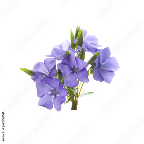 Fototapeta Naklejka Na Ścianę i Meble -  Beautiful blue periwinkle flower with isolated on white background. Purple flower.