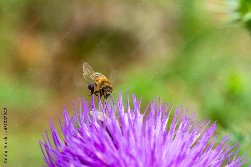 Close Up beautiful Bee macro on flower in green nature Close Up beautiful Bee macro on flower in green nature
