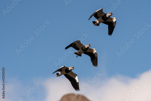 Southern Lapwing (Tero), flying over the lake on a summer day. photo