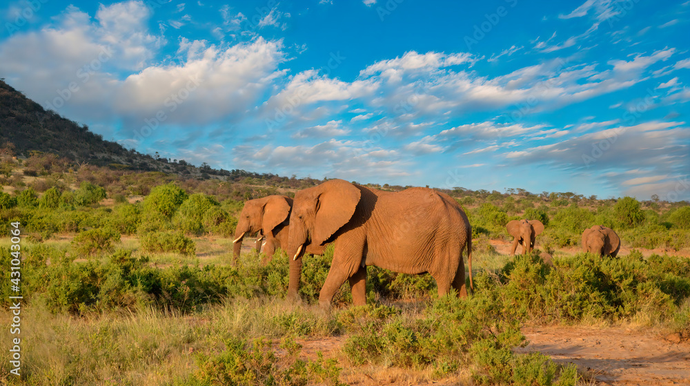 Αυτοκόλλητο African elephants in Tanzania