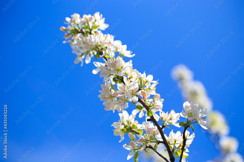 Apple blossoms over blurred nature background. Spring flowers. Spring Background. Apple blossoms over blurred nature background. Spring flowers. Spring Background.