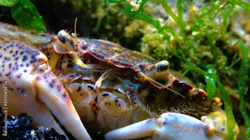 Black Sea, Invasive crab, invader Rhithropanopeus harrisii (Zuiderzee crab, dwarf crab, estuarine mud crab) Black Sea, Invasive crab, invader Rhithropanopeus harrisii (Zuiderzee crab, dwarf crab, estuarine mud crab)